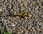 Immature Red-veined Darter Nice