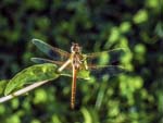 Male Red-veined Darter Nice
