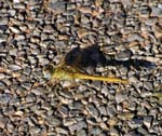Female Red-veined Darter Nice