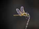 Female Red-veined Darter Cimiez Monastery Garden Nice