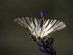 Scarce Swallowtail Cimiez Monastery Garden Nice