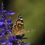 Painted Lady Cimiez Monastery Garden Nice
