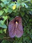 Brazilian Dutchman's Pipe Exotic Garden of "Val Rahmeh" Menton