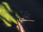 Common Darter Exotic Garden of "Val Rahmeh" Menton
