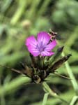 Sweet William Catchfly Sospel