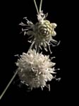 Scabious Mournful Widow Sospel