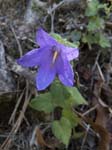 Peach-leaved Bellflower Sospel