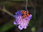 Zygaena hilaris on Scabious Sospel