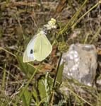 Large White Sospel