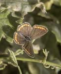 Brown Argus Sospel