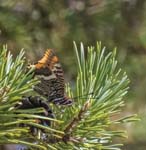 Two-tailed Pasha Sospel
