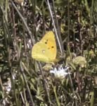 Clouded Yellow Sospel