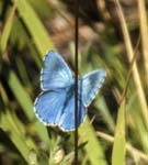 Blue! Sospel