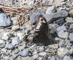 Rock Grayling Sospel