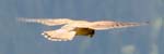 Kestrel, Col de Vèry, Near Megève