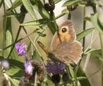 Meadow Brown Sospel