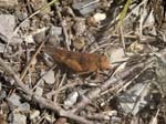 Blue-winged Grasshopper (Female) Sospel