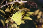 Clouded Yellow, Praz-sur-Arly, Near Megève