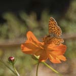 Fritillary Saorge Monastery