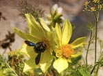 Violet Carpenter Bee Saorge Monastery
