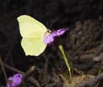 Brimstone on Pink La Brigue