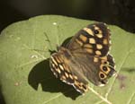 Speckled Wood La Brigue