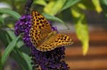 Fritillary, Praz-sur-Arly, Near Megève