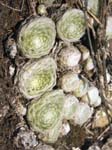Sempervivum La Brigue