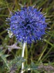 Globe Thistle La Brigue
