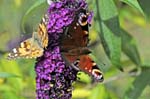 Painted Lady & Peacock, Praz-sur-Arly, Near Megève