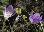 Autumn Crocus Annot