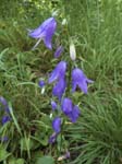 Rampion Bellflower Annot