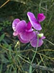 Wild Pea Annot