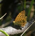 Fritillary Annot (Image courtesy of Caroline Egglestone)