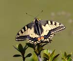 Swallowtail, Col de Vèry, Near Megève