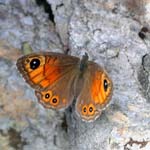 Wall Brown, Approaching Col de Vèry, Near Megève