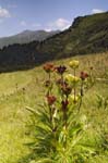 Autumn Gentian & Mt. Joly, Col de Vèry Path, Near Megève