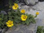 Doronicum Grandiflorum, Mt. Joly, Near Megève