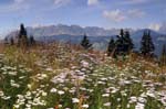 Yarrow & Chaine des Aravis, Crêt du Midi, Near Megève