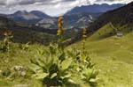 Greater Yellow Gentian & Col des Aravis, Near Megève