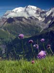 Field Scabious (& Mt. Blanc!), Near Megève