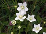 Grass of Parnassus, Near Megève