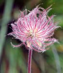 Pulsatilla Seed Head, Ban Rouge, Near Megève