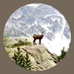 Chamois, Refuge de la Cougourde, Maritime Alps