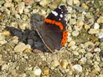 Red Admiral, Parc du Thabor, RENNES