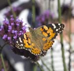 Painted Lady on Verbena, LA GACILLY