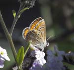 Brown Argus, LA GACILLY