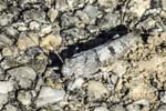 Grasshopper in camouflage!, LE PERTRE