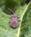 Dock Bug, LE PERTRE