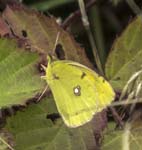 Pale Clouded Yellow, LE PERTRE